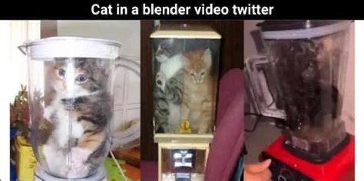 Cat Blender Video Twitter (Watch Full Video Here)