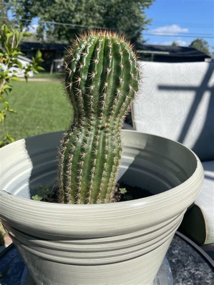 Guys my cactus has grown all this white fuzzy stuff??? What is it and